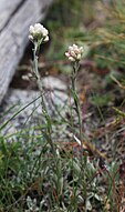 Rosy everlasting (Antennaria rosea), pair of flowerheads