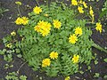 Hyoseris radiata (Radicchio selvatico)