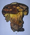 Boletus appendiculatus