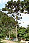 Araucaria angustifolia.jpg
