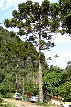 Pin du Paraná (Araucaria angustifolia), aspect général et feuilles
