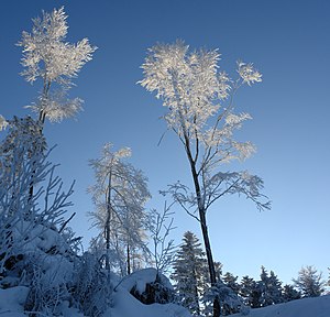 Trees covered in frost.