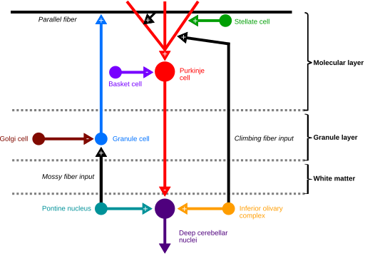 File:Architecture of the Cerebellar Cortex.svg