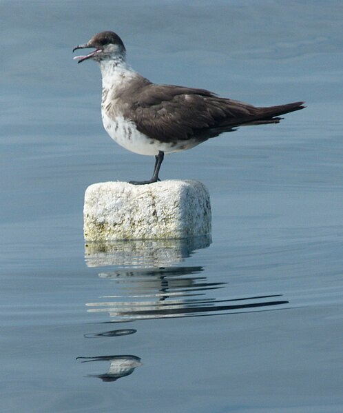 File:ArcticSkua2.jpg