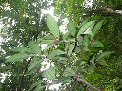 Ardisia cornudentata 玉山紫金牛 3 (天問). 
 jpg