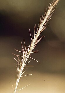 <i>Aristida purpurascens</i>