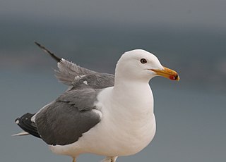 <span class="mw-page-title-main">Armenian gull</span> Species of bird