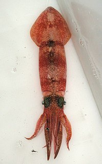 <i>Doryteuthis plei</i> Species of squid