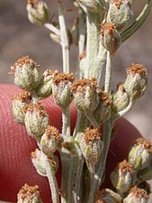 Artemisia ludoviciana (4022124101).jpg