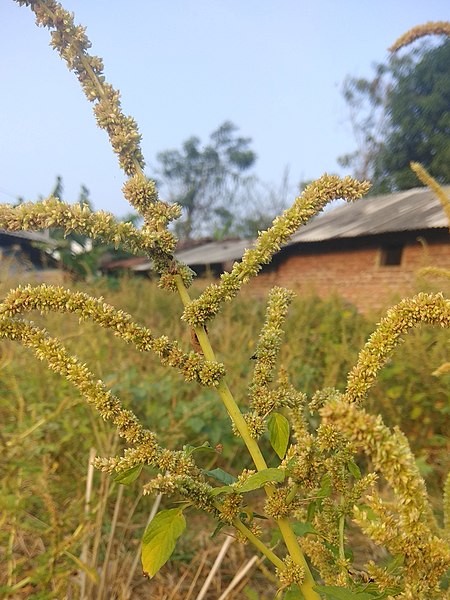 File:Arya - amaranthus spinosus - bayam duri Kramat 2019 0.jpg