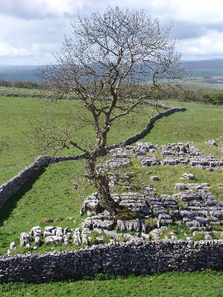 File:Ash tree at Winskill Stones - geograph.org.uk - 9249.jpg