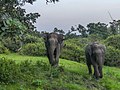 Asian Elephants (43518947944).jpg
