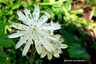 <i>Astrantia bavarica</i> Species of plant