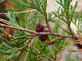 Atlantic White Cypress Chatsworth NJ 1.jpg