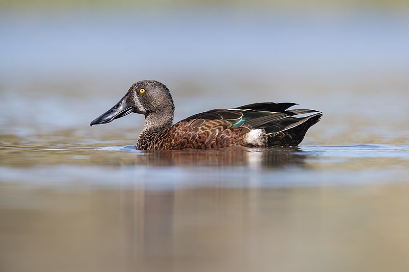 File:Australasian Shoveler - Goulds Lagoon Wildlife Sanctuary.jpg