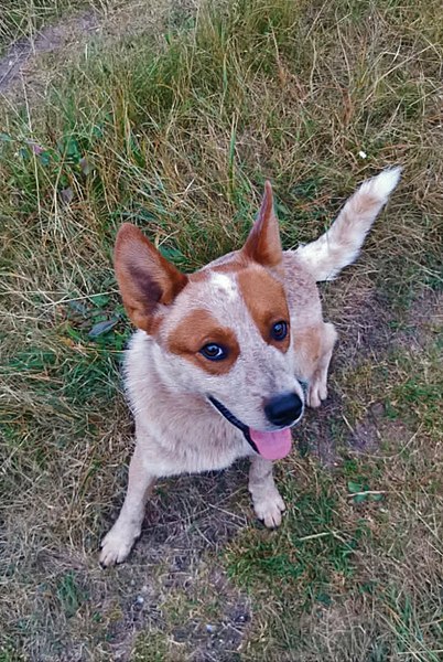 File:Australian cattle dog Haris.jpg