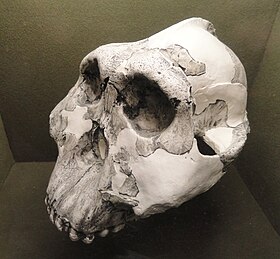 Australophithecus boisei (cast), Olduvai Gorge - Springfield Science Museum - Springfield, MA - DSC03368.JPG