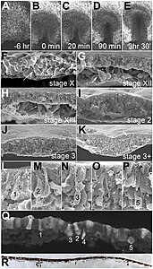 EMT bij een vogelembryo. Rasterelektronenmicroscoop-afbeeldingen van de primiyiefstreep. L–P: De EMT-cellen tonen verschillende gradaties van apicale samentrekking en basolaterale expansie (geclassificeerd als 'ingressiestadia 1-5')