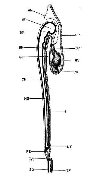 File:Aves Median longitudinal section of a thirty-six-hour chick embryo.jpg
