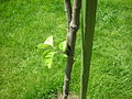 A shoot on a quince tree