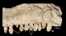 Closeup of implanted teeth and the maxilla UA 8-29-97-160 of A. madagaskarensis Azendohsaurus madagaskarensis maxilla and teeth.png