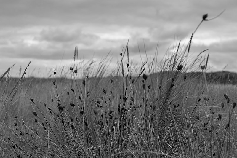 File:B&W of "Grass" (21209780733).jpg