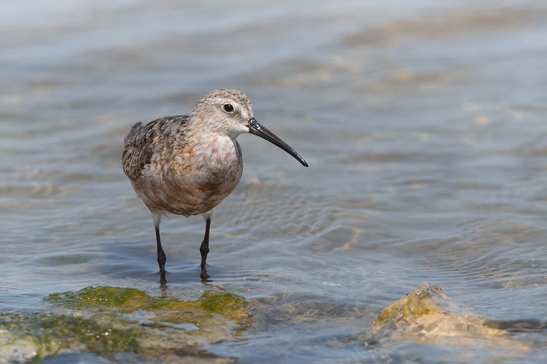 Calidris ferruginea