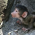 A Baboon (Papio) Baby hiding in the shadow