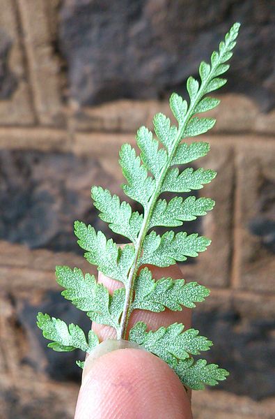 File:Back of a fern plant's leaf showing spores containing pits- 2013-07-03 20-28.jpg