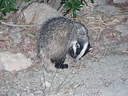 Gray and white mustelid on dirt