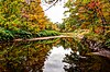 A rivulet meanders through this pastoral boscage