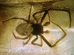 Baltic-amber-Arachnida,Araneae.jpg