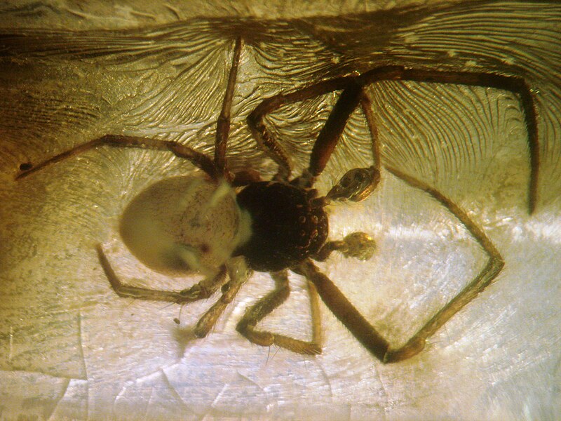 File:Baltic-amber-Arachnida,Araneae.jpg