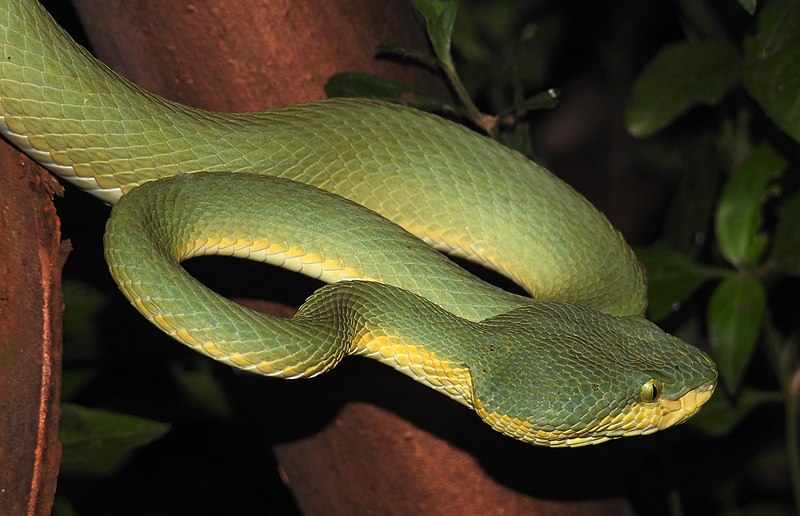 File:Bamboo Pit Viper Trimeresurus gramineus Dr. Raju Kasambe DSCN3471 16.jpg