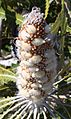 Infructescence with developing follicles