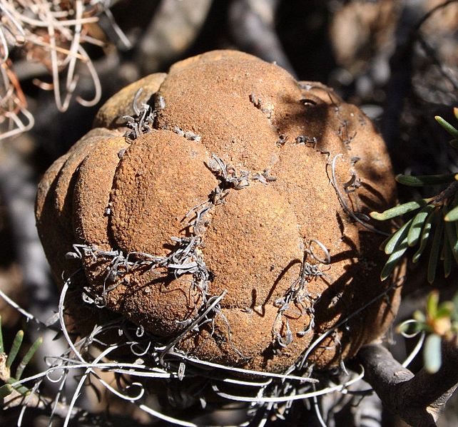 File:Banksia violacea 4 email.jpg