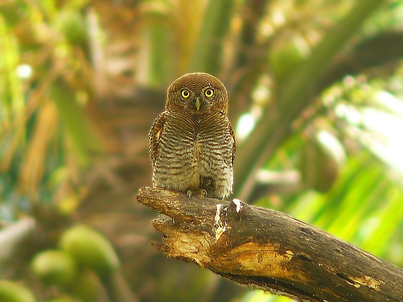 File:BarredJungleOwlet-2.jpg