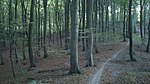 Beech wood in October.jpg