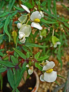 Begonia dregei