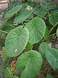 Vignette pour Begonia nelumbiifolia