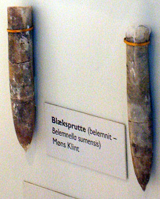 <i>Belemnella</i> Extinct genus of belemnites