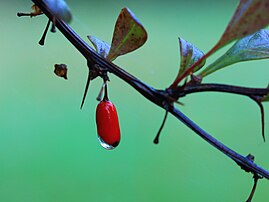 Goutte de pluie sur une baie d'épine-vinette de Thunberg (Berberis thunbergii). (définition réelle 3 028 × 2 271)