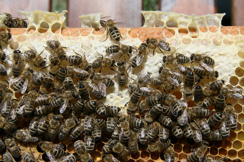 Many bees. Пчела Карника. Пчеломатка Карника. Карника порода. Пчелиная порода Карника.