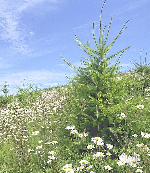 File:Biodiversity on clearcut.jpg