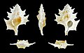 * Nomination Shell of a Maple Leaf Triton, Biplex perca --Llez 05:26, 13 October 2012 (UTC) * Promotion QI and useful. --JLPC 09:03, 13 October 2012 (UTC)