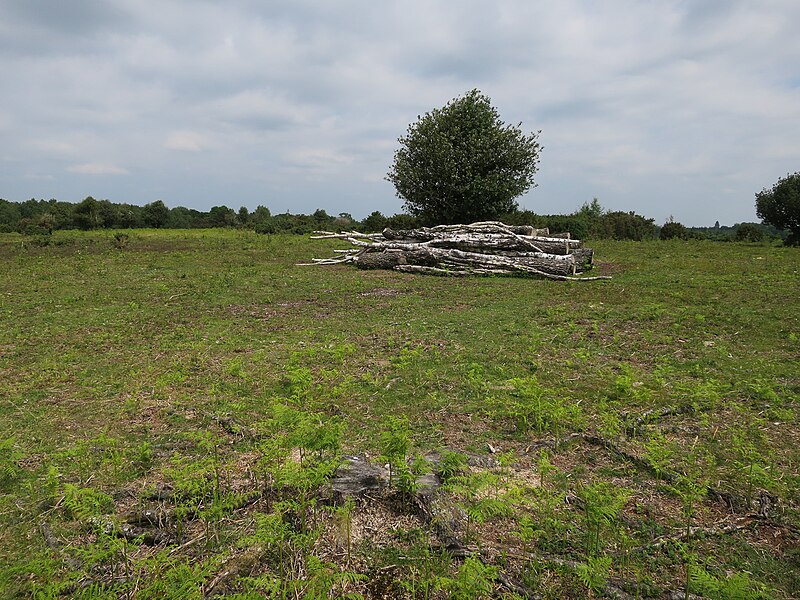 File:Birch trunks on Acres Down - geograph.org.uk - 4974737.jpg