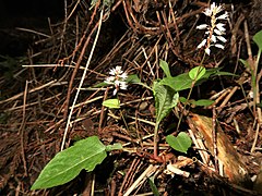 横に伸長した根茎の先から根出葉と花茎が伸びる。