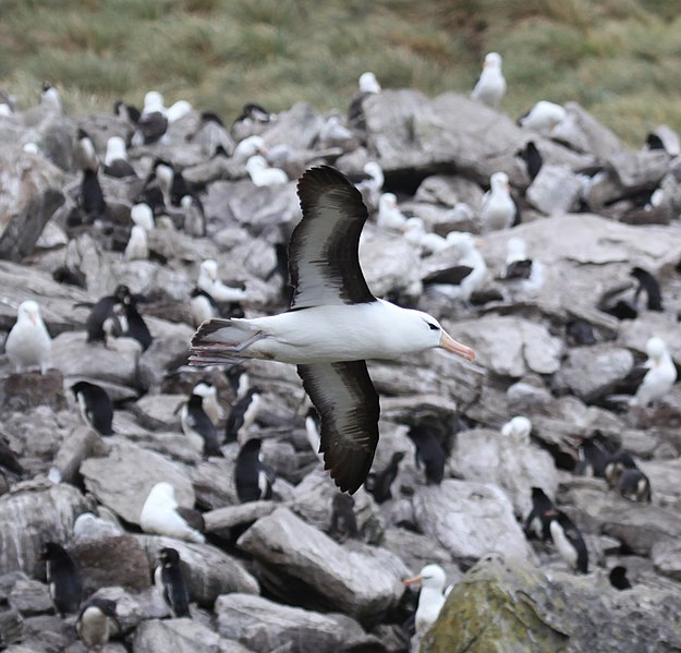 File:Black-browed Albatross flying over West Point Island (5545883824).jpg