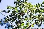 Thumbnail for File:Black-headed grosbeak (51342159333).jpg