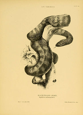 Descripción de la imagen de la serpiente de cabeza negra por Harriet Scott.jpg.